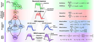 Determining Excitatory and Inhibitory Neuronal Activity from Multimodal fMRI Data Using a Generative Hemodynamic Model